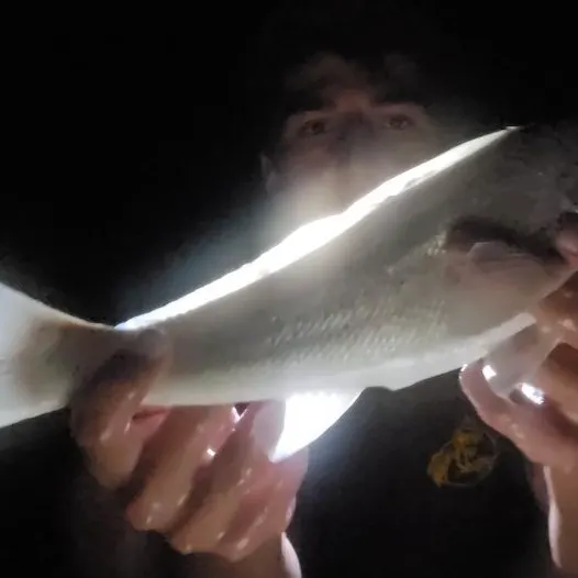 Gulf kingcroaker caught on Fishbrain