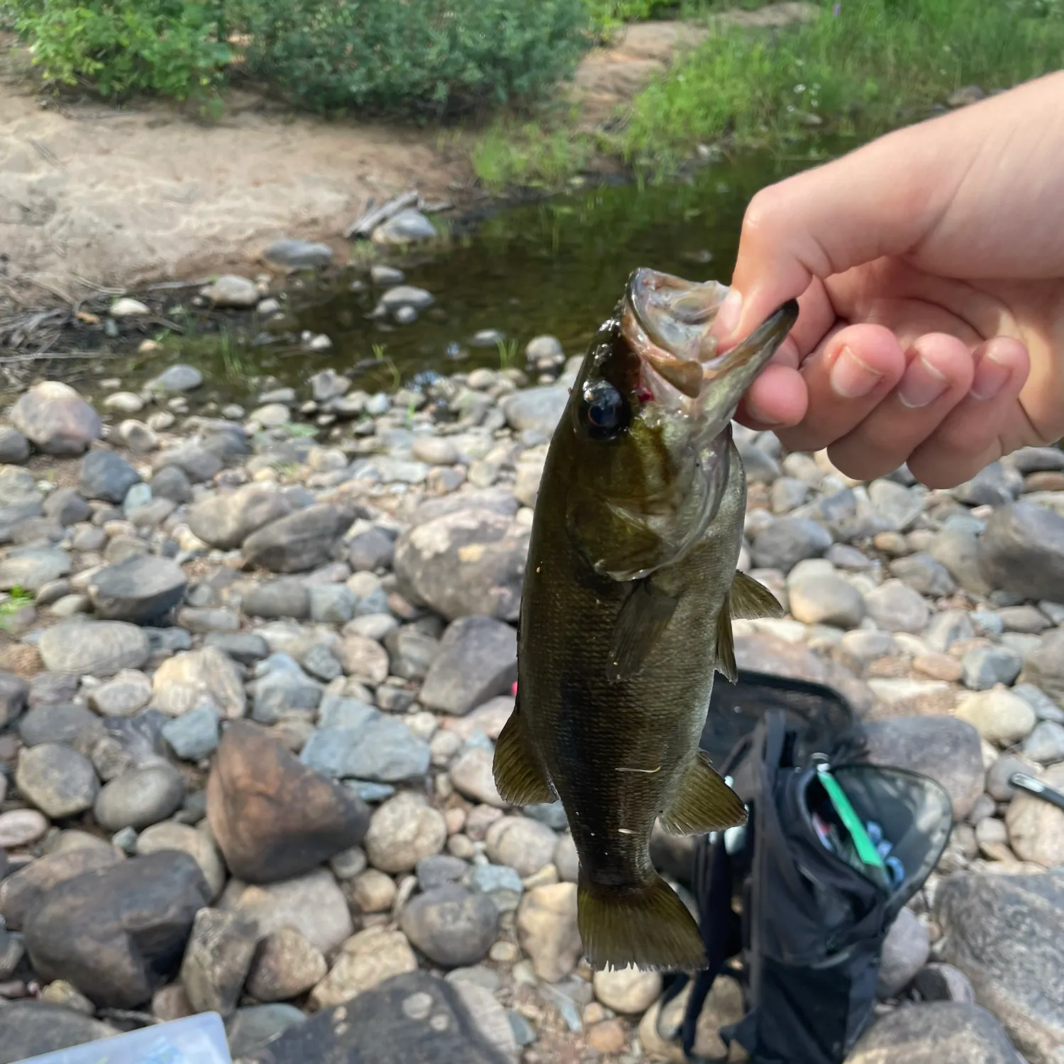 Smallmouth bass caught on Fishbrain