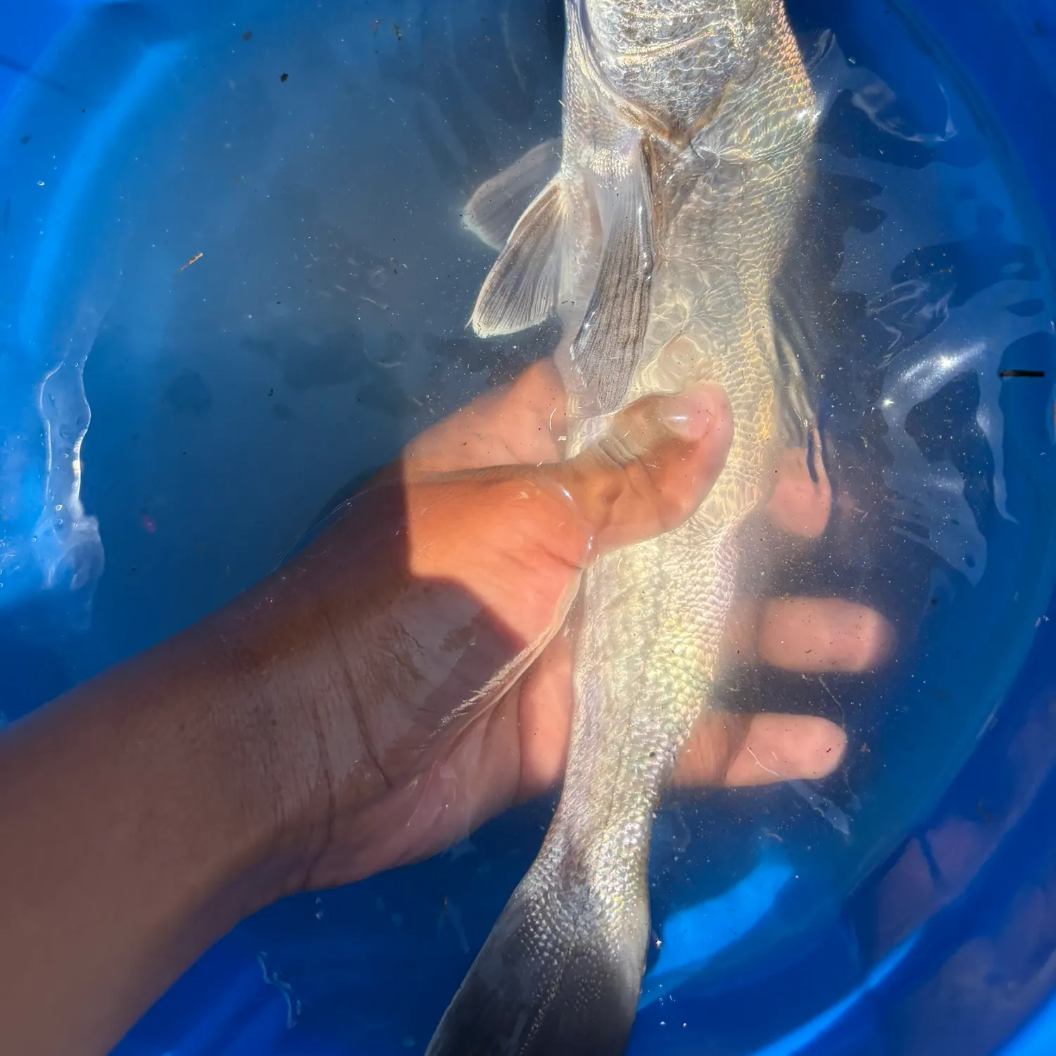The most recent California corbina catches on Fishbrain