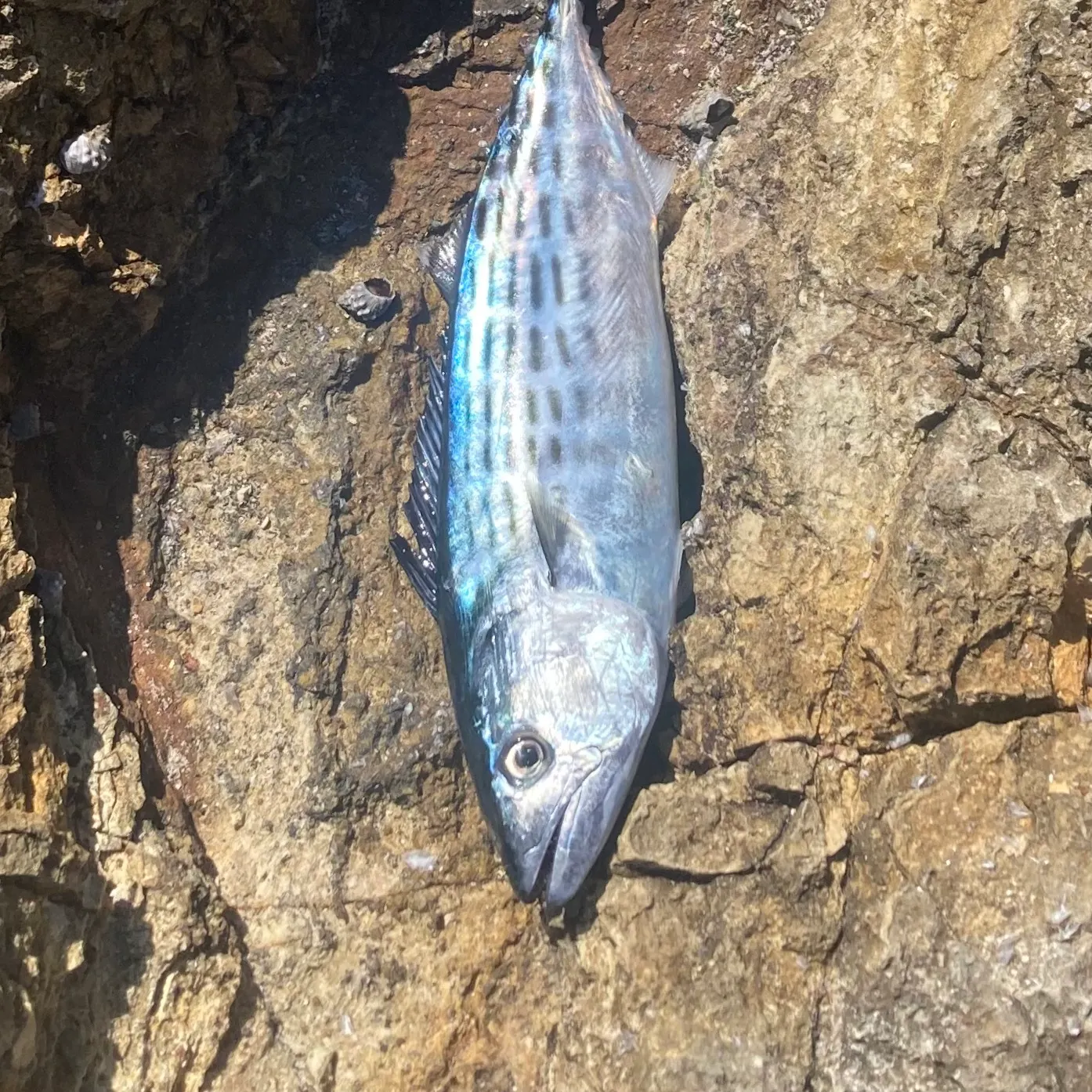 The most recent Australian bonito catches on Fishbrain