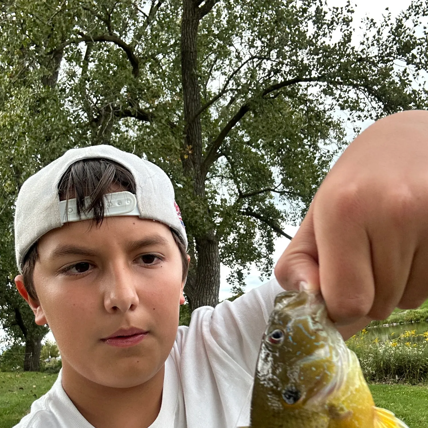 Green sunfish caught on Fishbrain