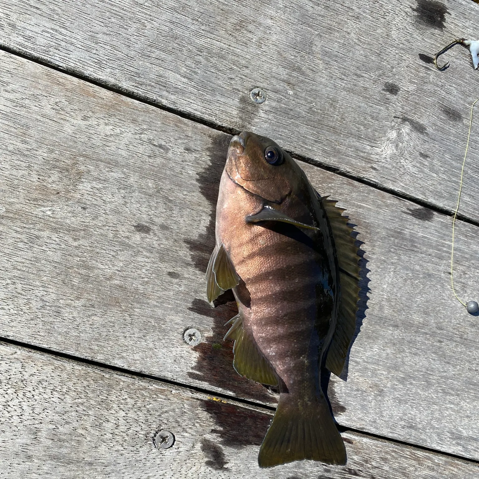 The most recent Zebra fish catches on Fishbrain