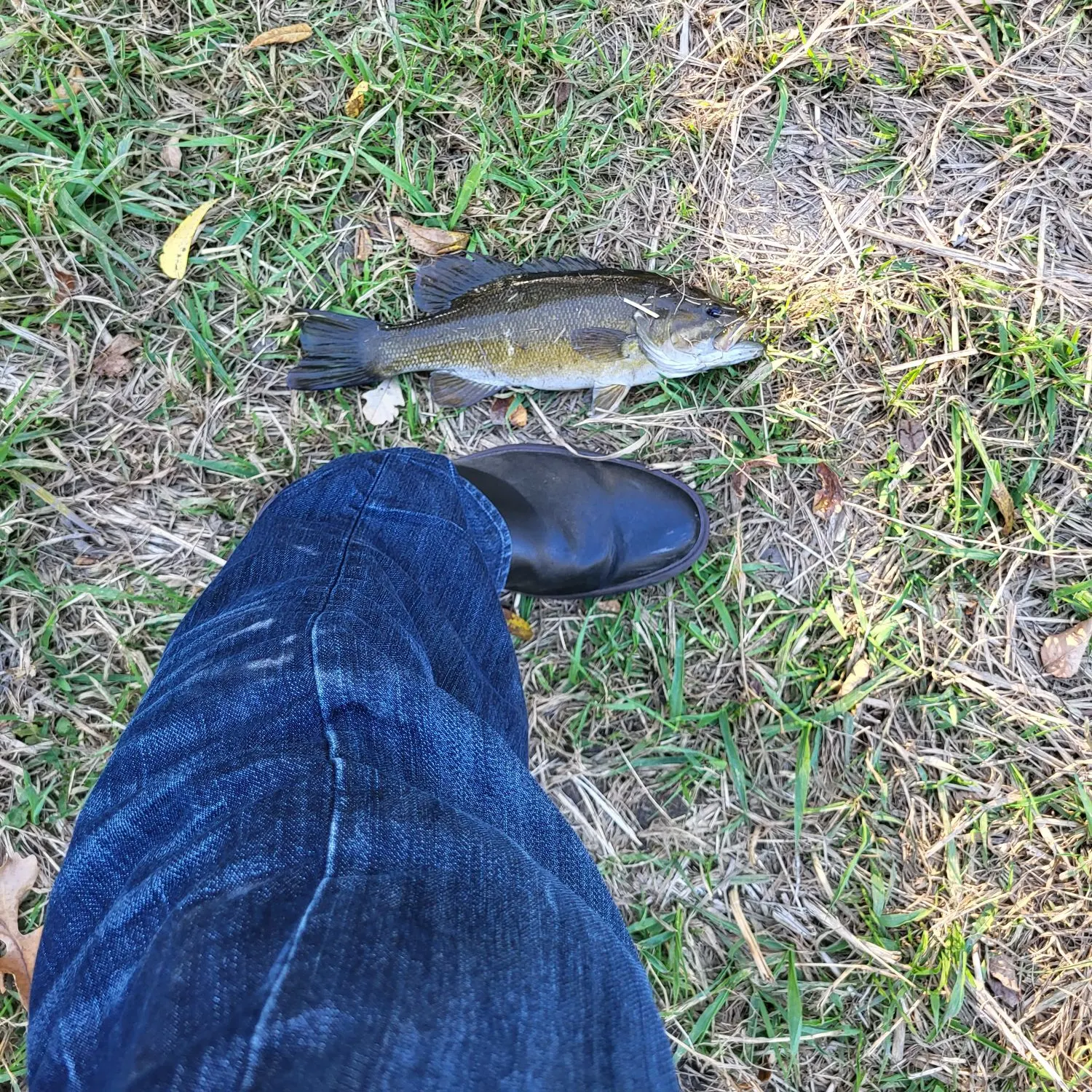Smallmouth bass caught on Fishbrain