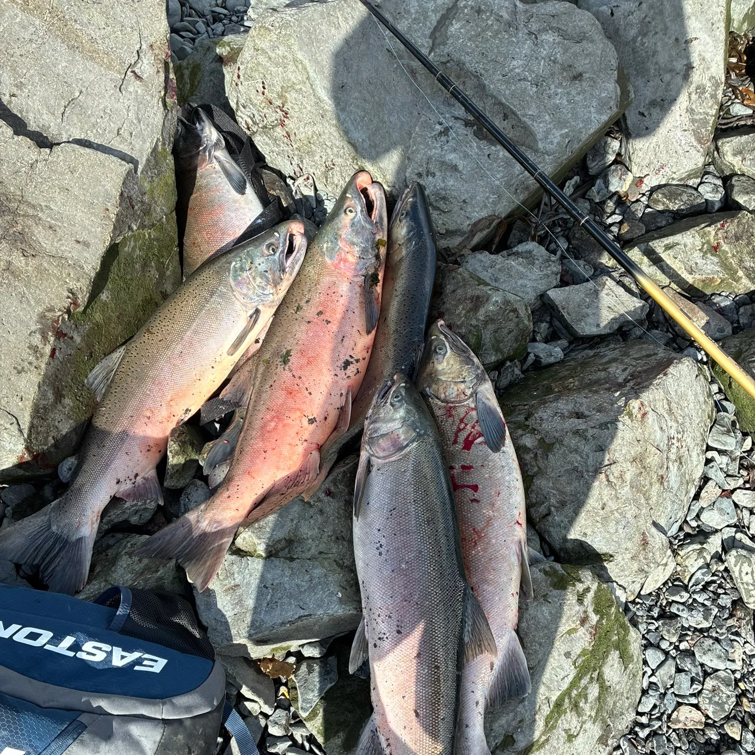 recently logged catches
