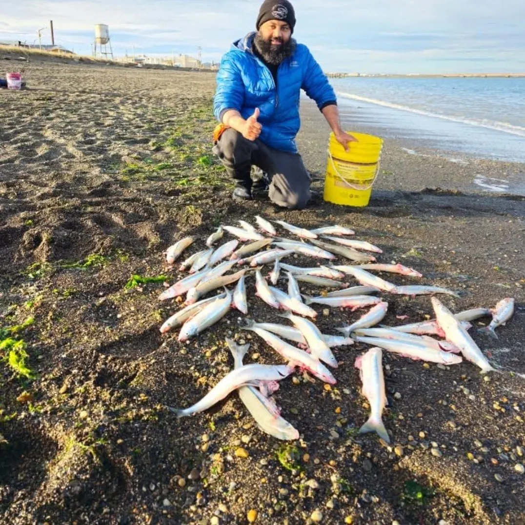 The most recent Argentinian silverside catches on Fishbrain