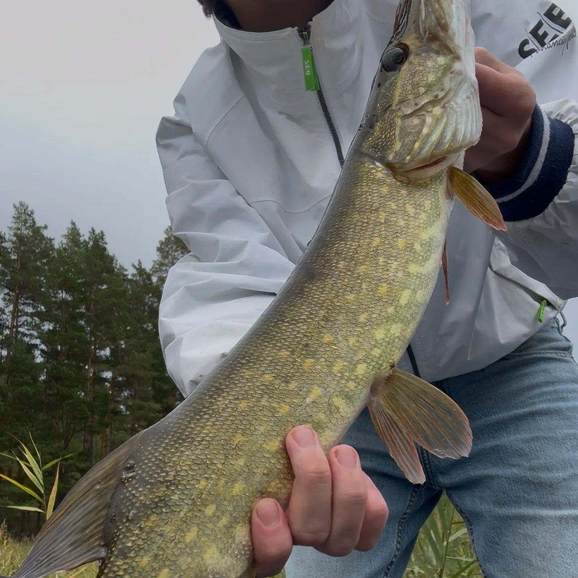Northern pike caught on Fishbrain