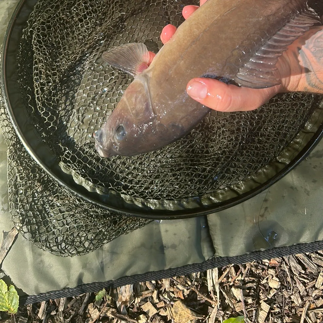 The most recent Leather carp catches on Fishbrain