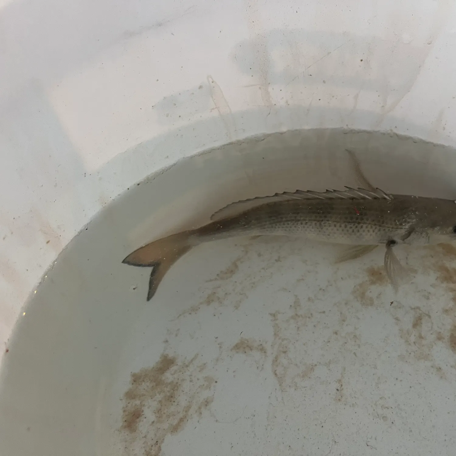 The most recent Southern black bream catches on Fishbrain