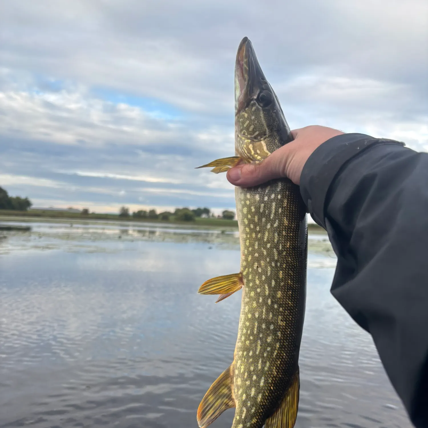 Northern pike caught on Fishbrain