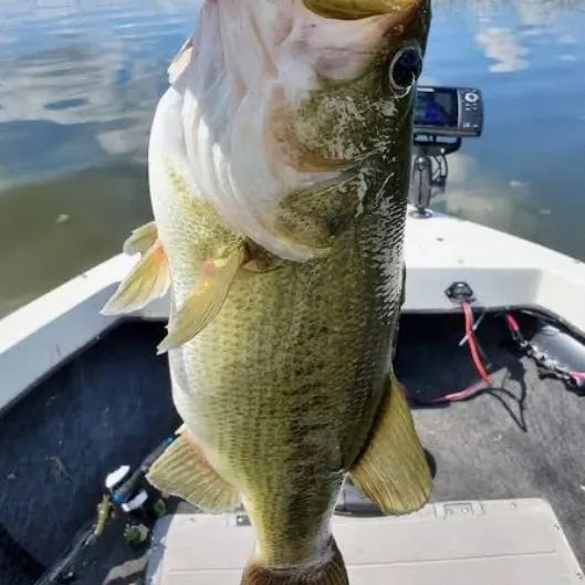 Largemouth bass caught on Fishbrain