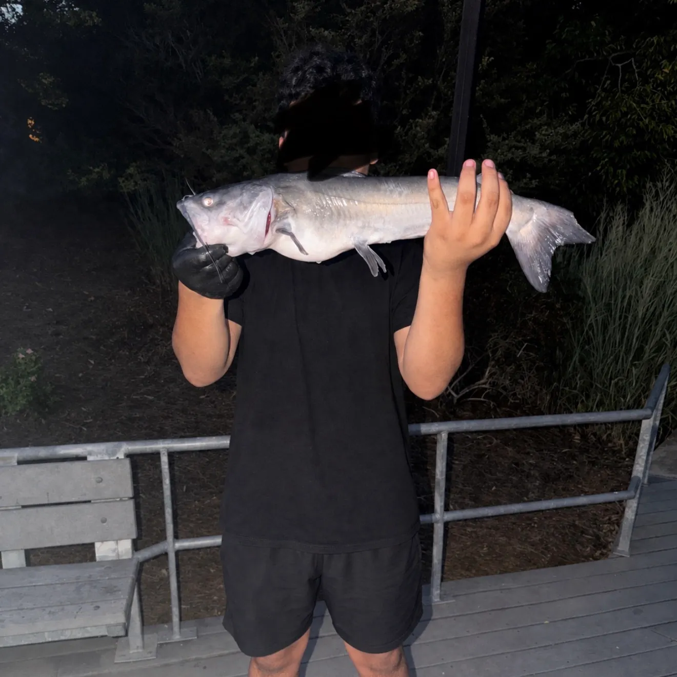 Channel catfish caught on Fishbrain