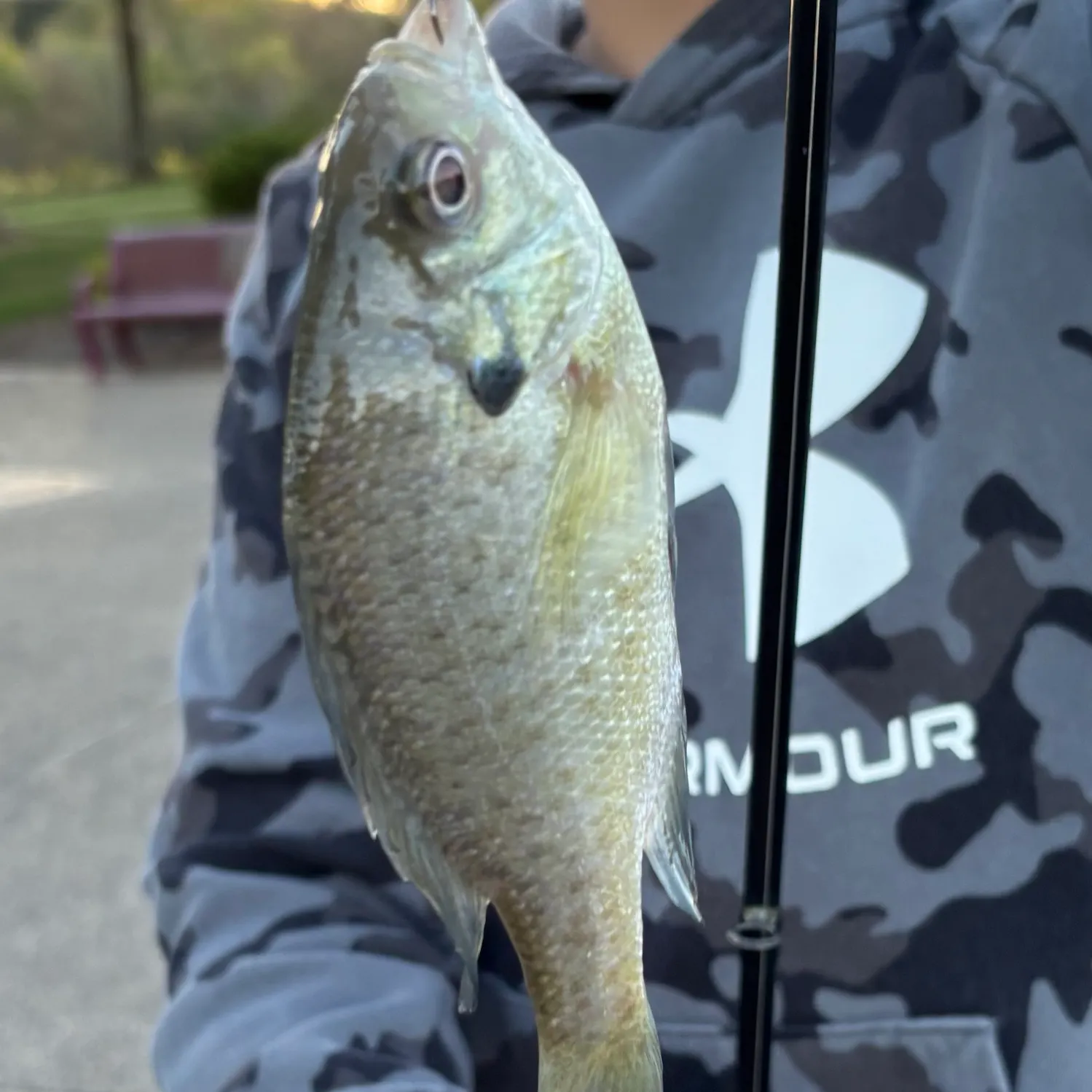 Bluegill caught on Fishbrain
