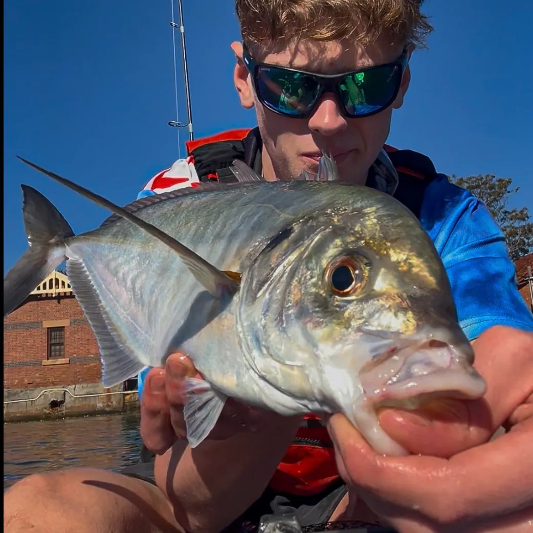 The most recent White trevally catches on Fishbrain