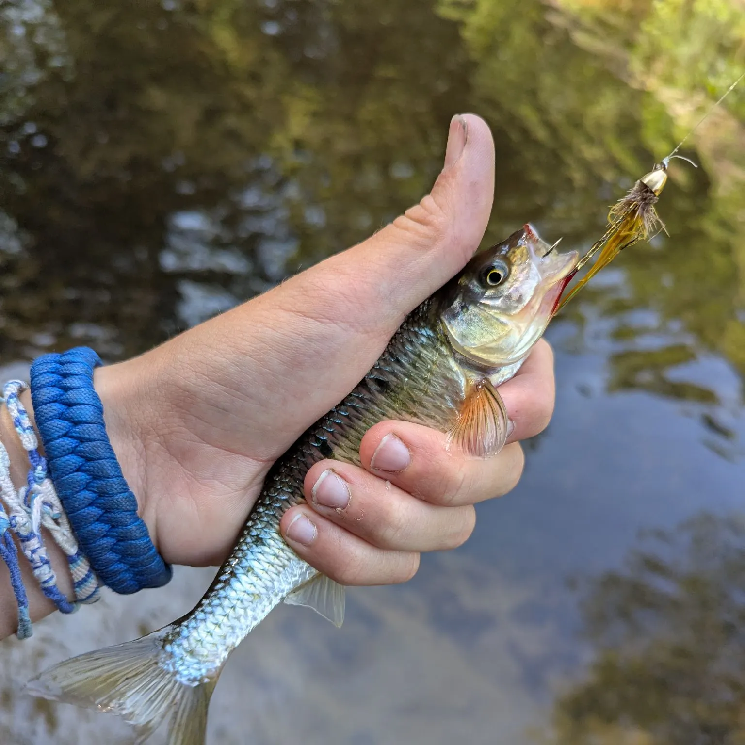 Common shiner caught on Fishbrain