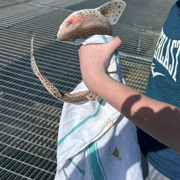 The most recent Piked dogfish catches on Fishbrain