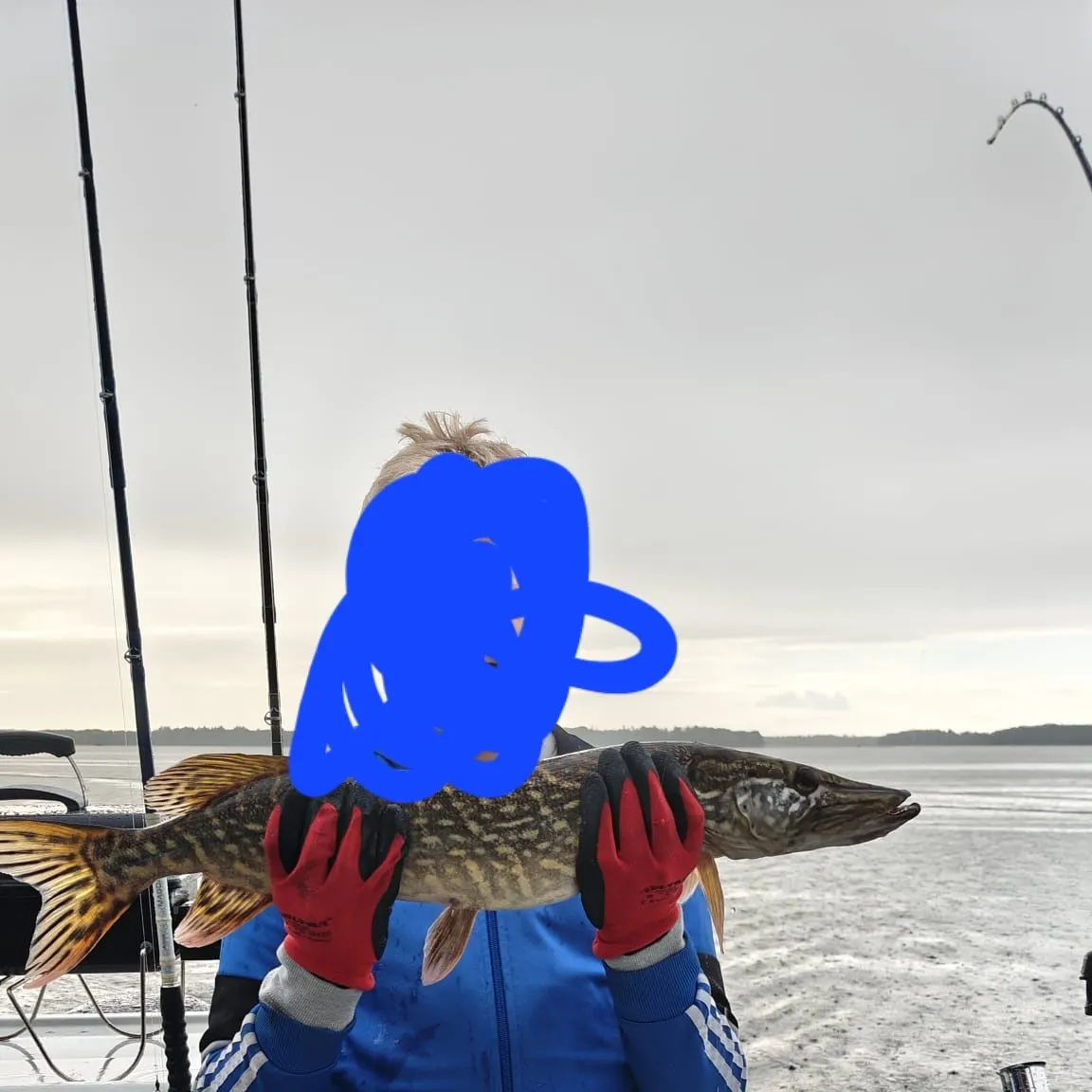 Northern pike caught on Fishbrain