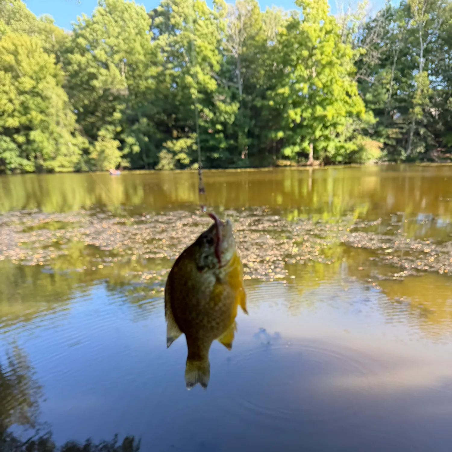 Pumpkinseed caught on Fishbrain