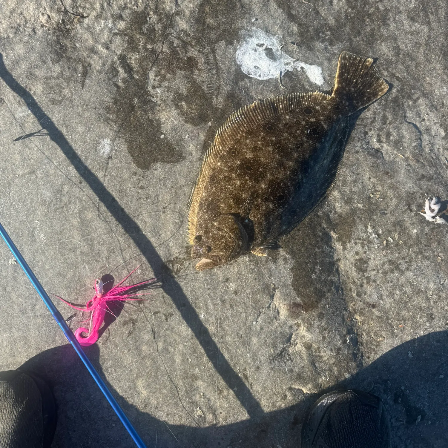 Summer flounder caught on Fishbrain