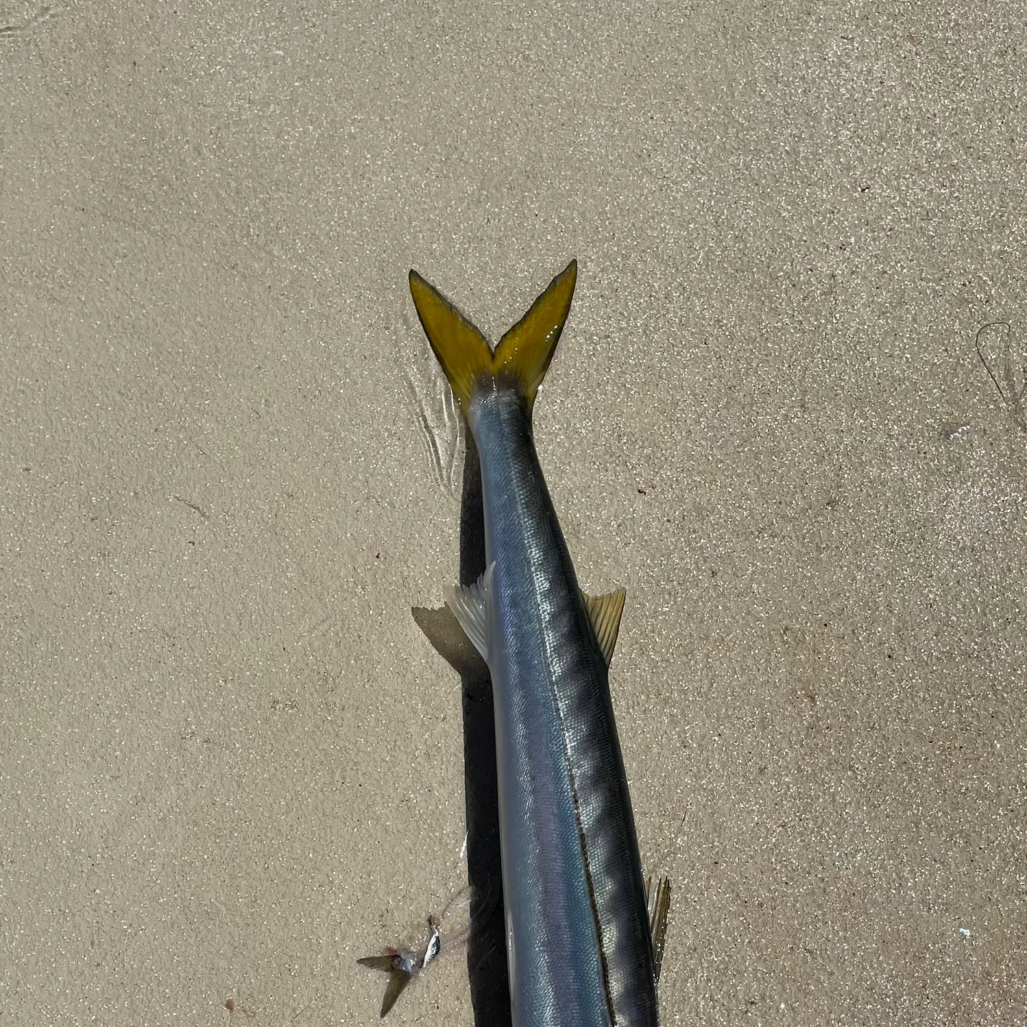 Pacific barracuda caught on Fishbrain