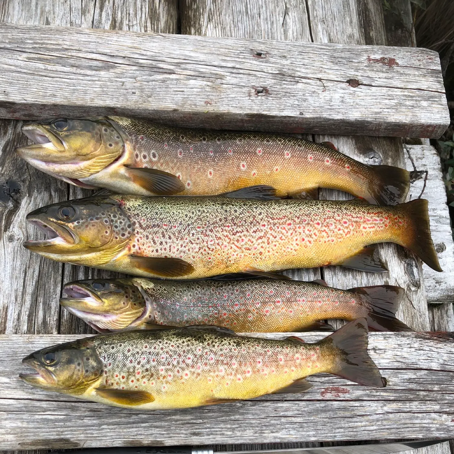 recently logged catches