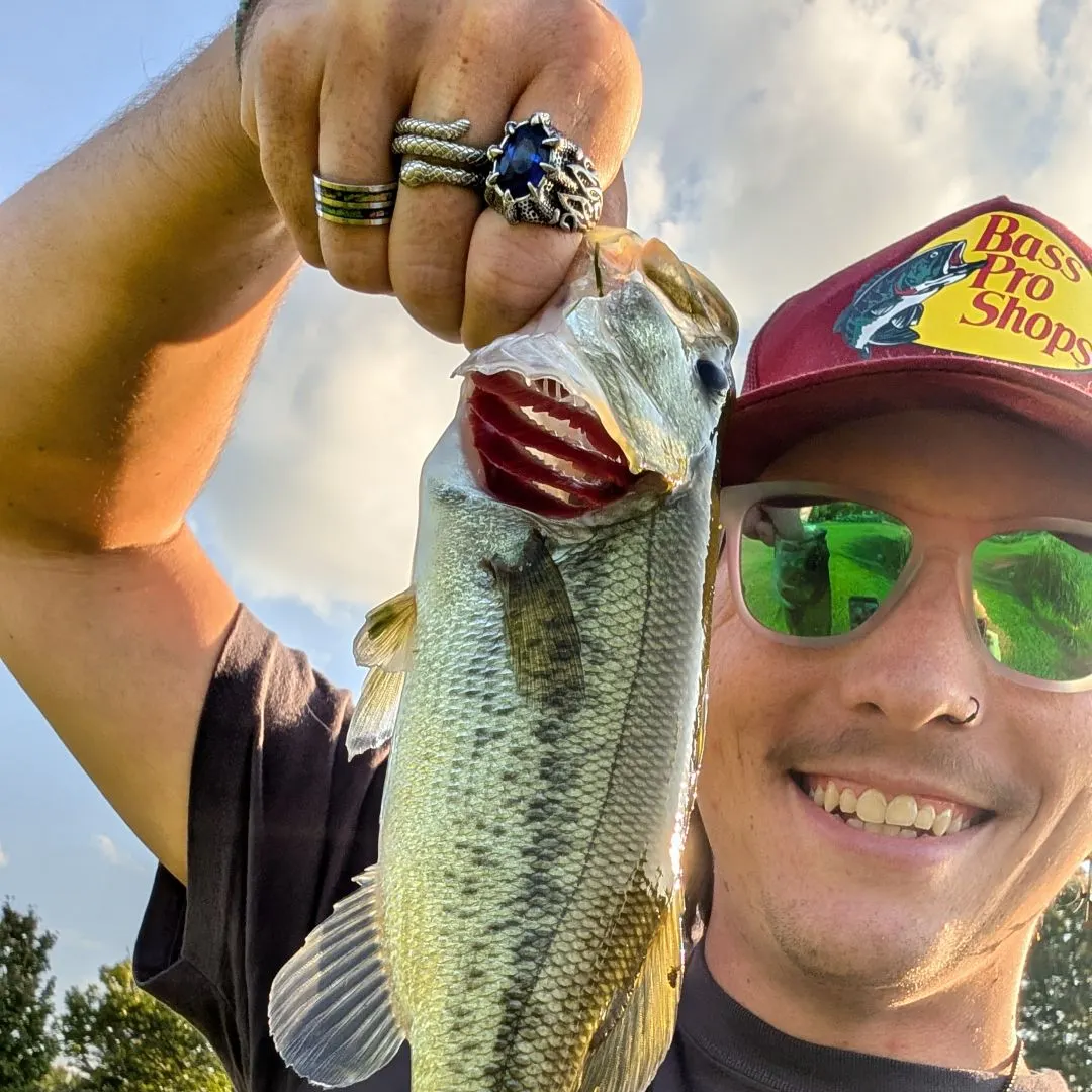 Largemouth bass caught on Fishbrain