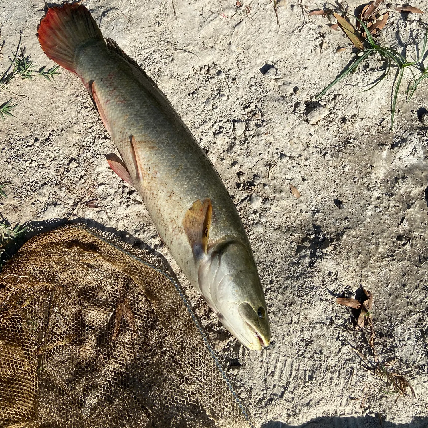 Eyetail bowfin caught on Fishbrain