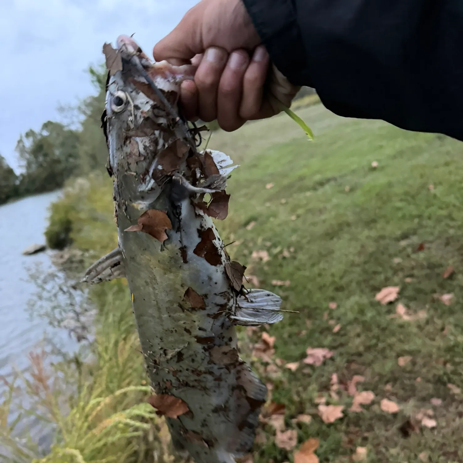 Channel catfish caught on Fishbrain