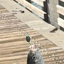 The most recent Horse-eye jack catches on Fishbrain