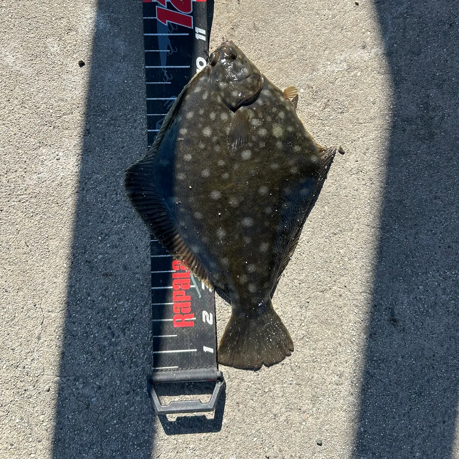 The most recent Turbot catches on Fishbrain