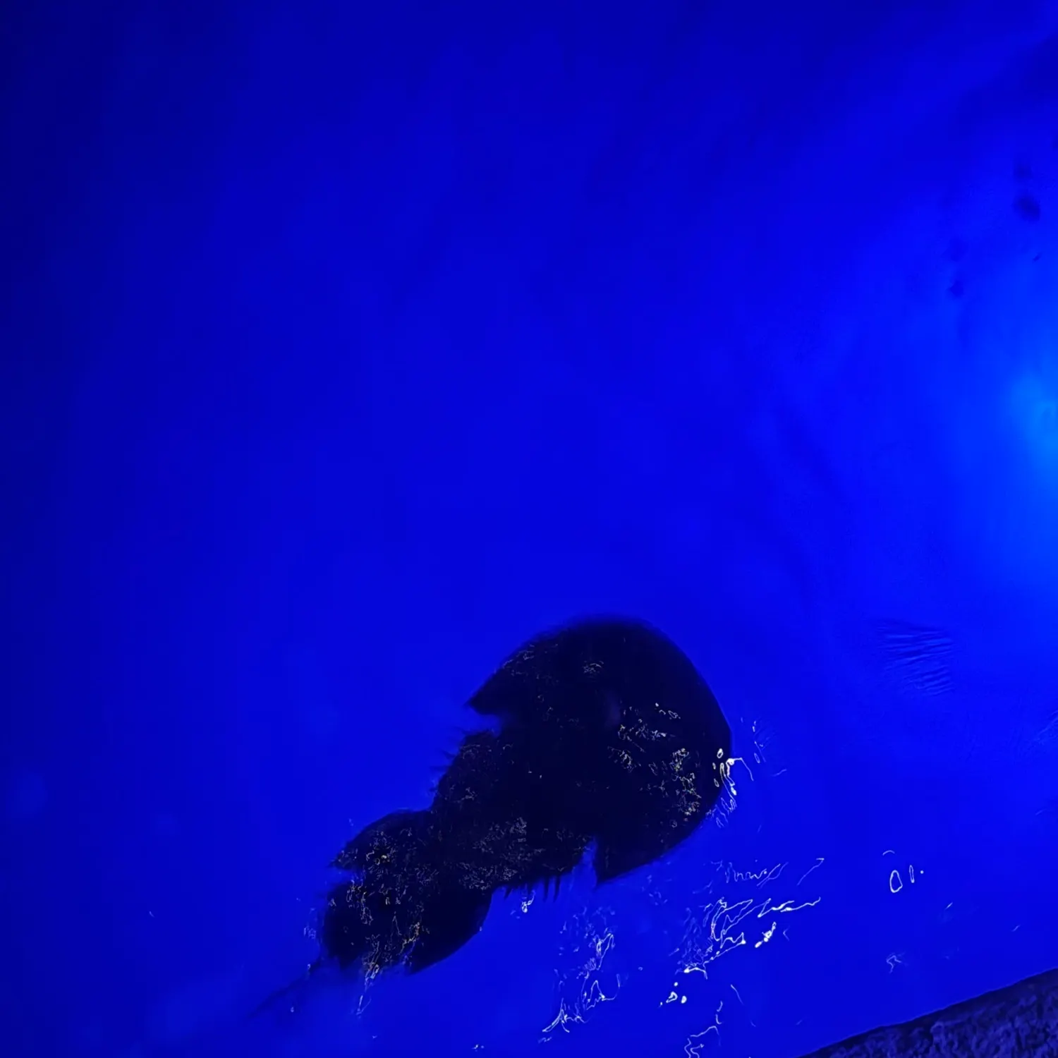 The most recent Atlantic horseshoe crab catches on Fishbrain