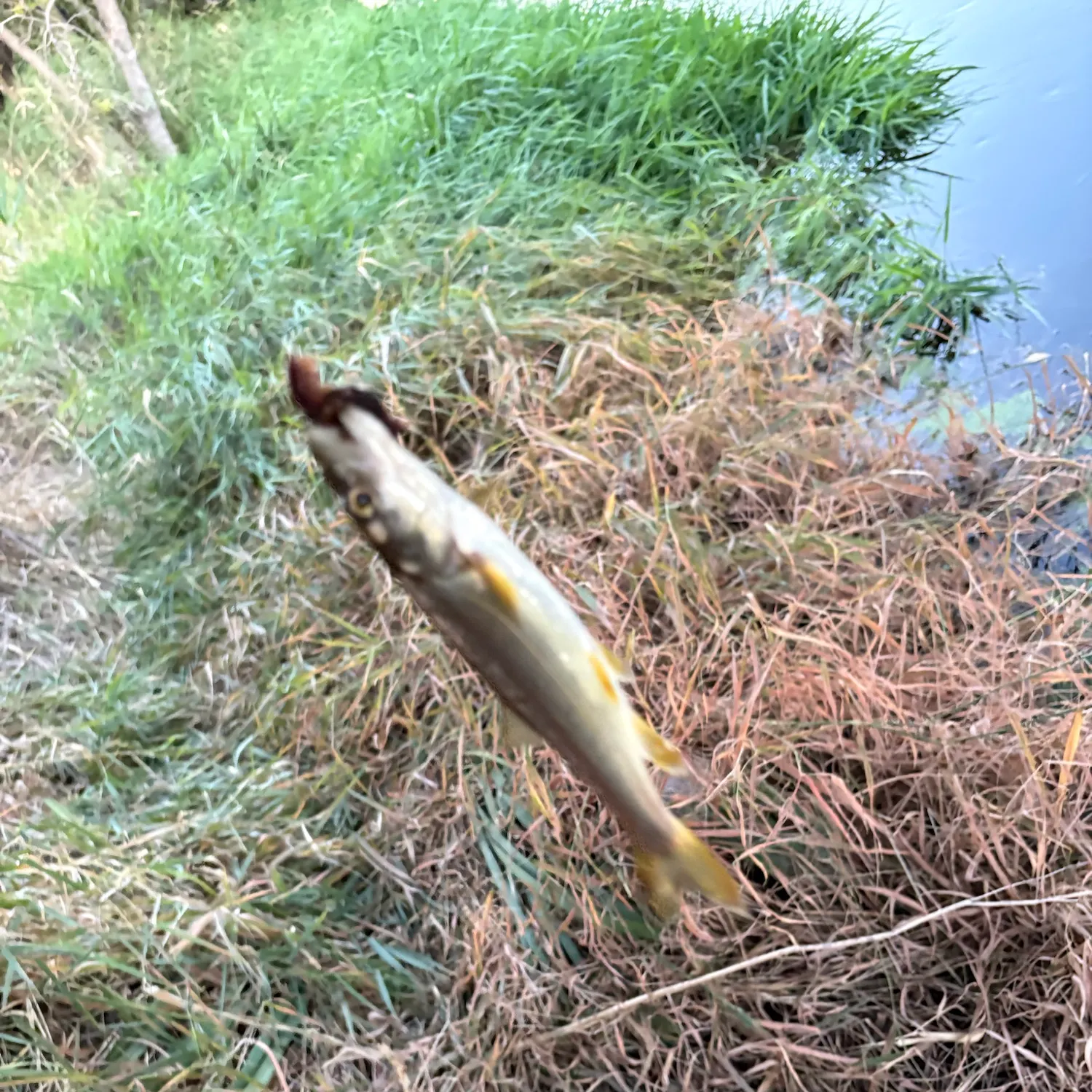 Northern pikeminnow caught on Fishbrain
