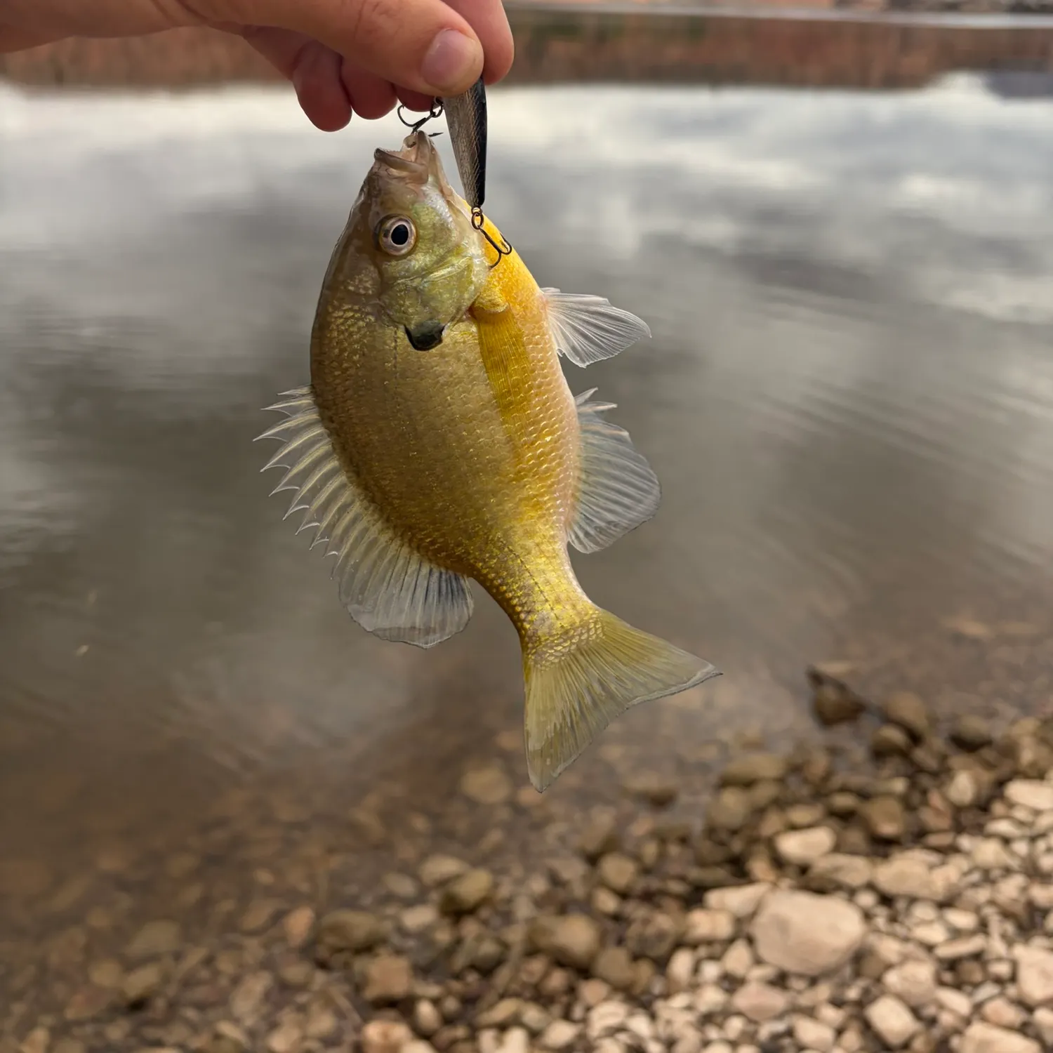 Bluegill caught on Fishbrain