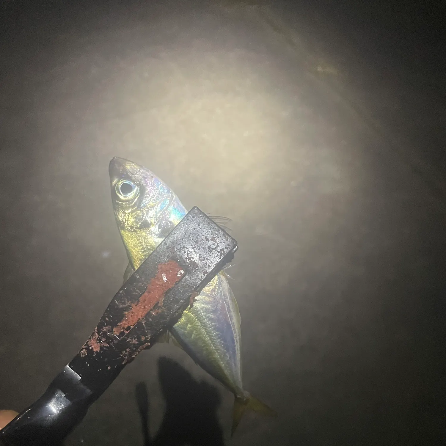 The most recent Japanese jack mackerel catches on Fishbrain