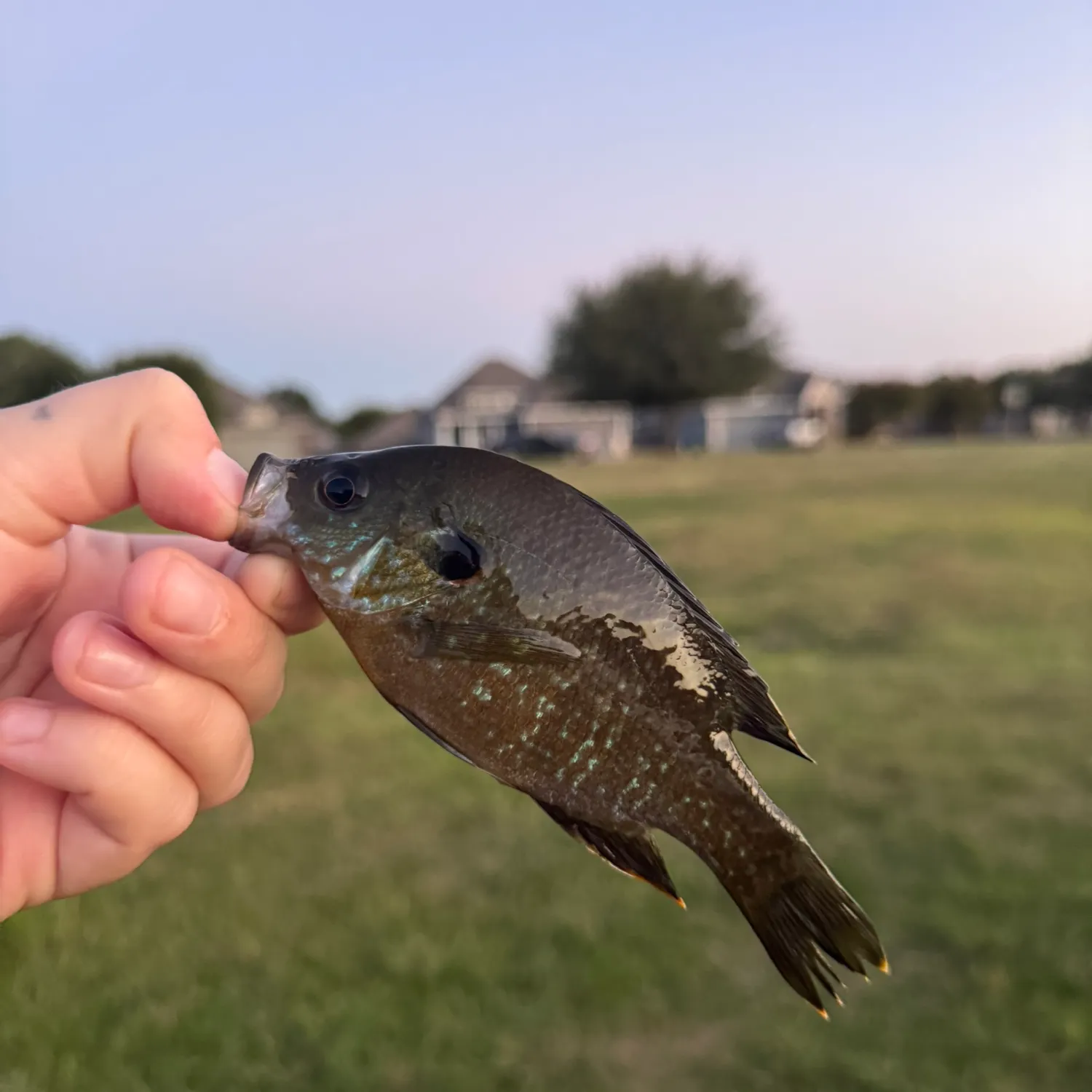 Greengill hybrid caught on Fishbrain