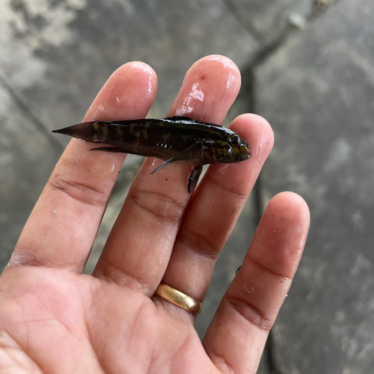 The most recent Crested goby catches on Fishbrain