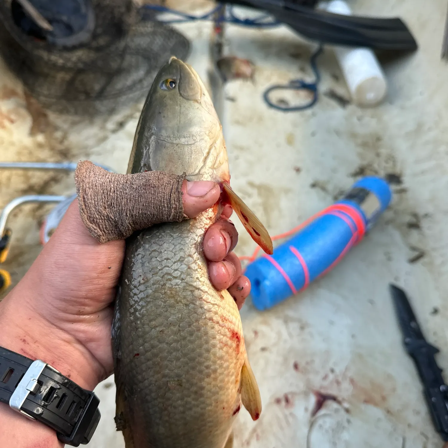 recently logged catches