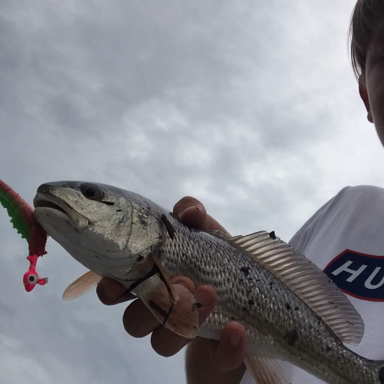 Red drum caught on Fishbrain