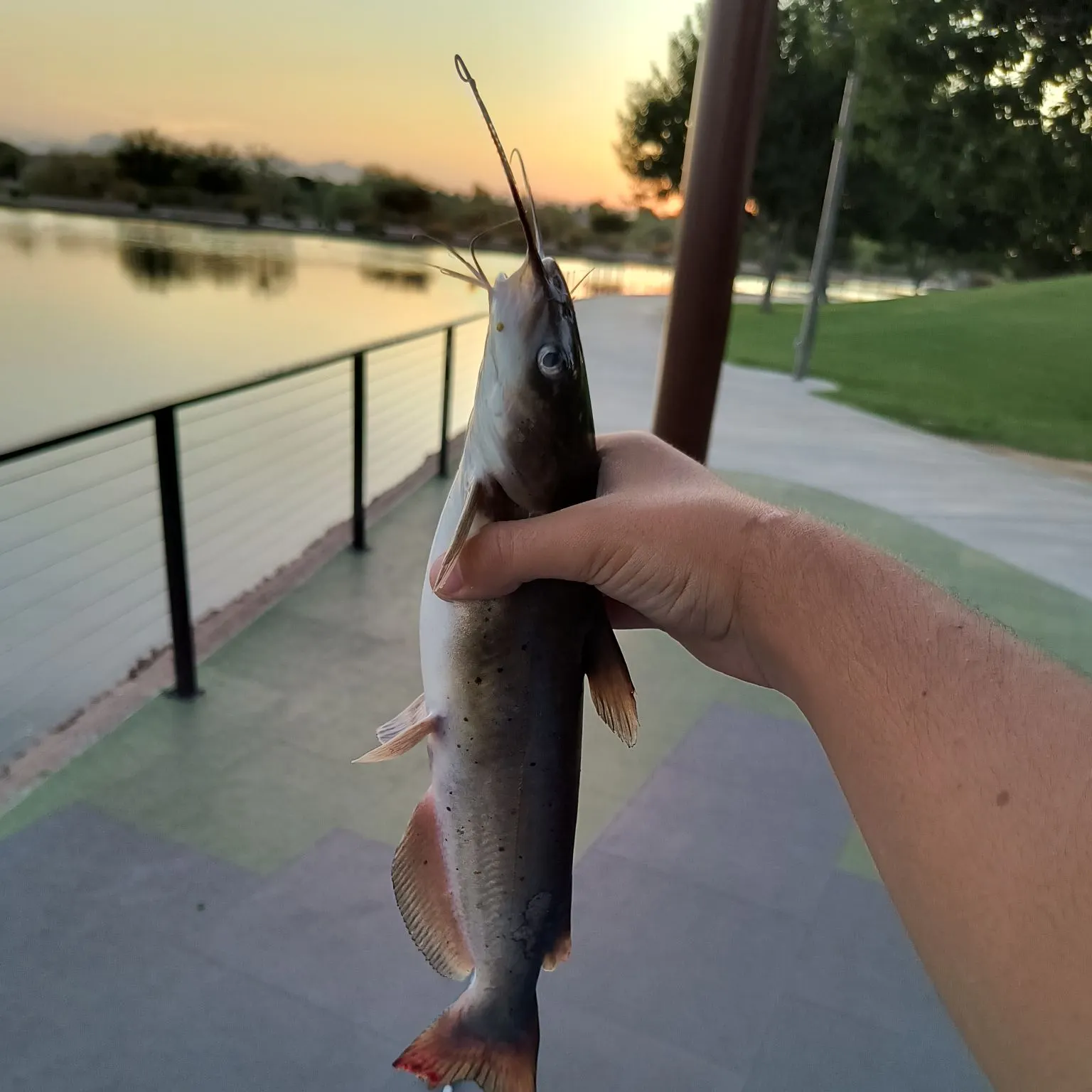 catch