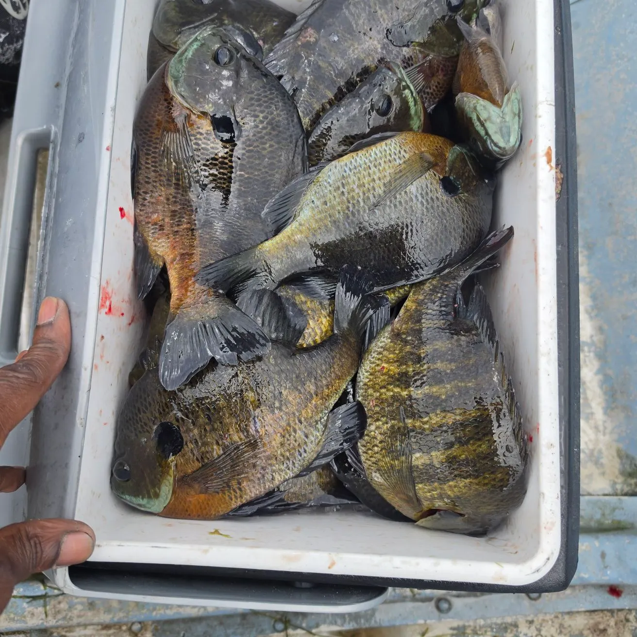 recently logged catches