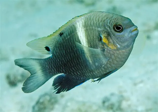 Twinspot damselfish