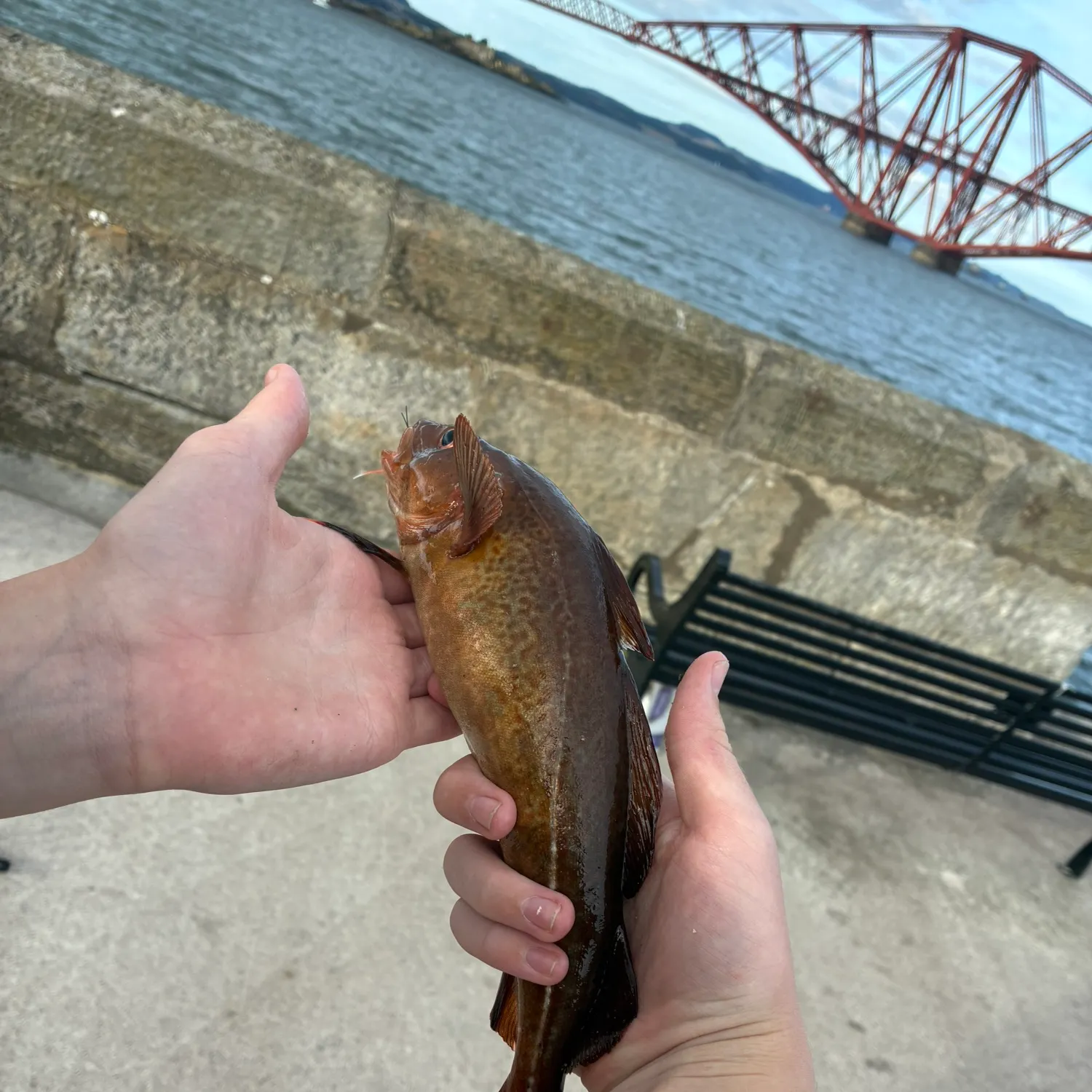 The most recent Red codling catches on Fishbrain