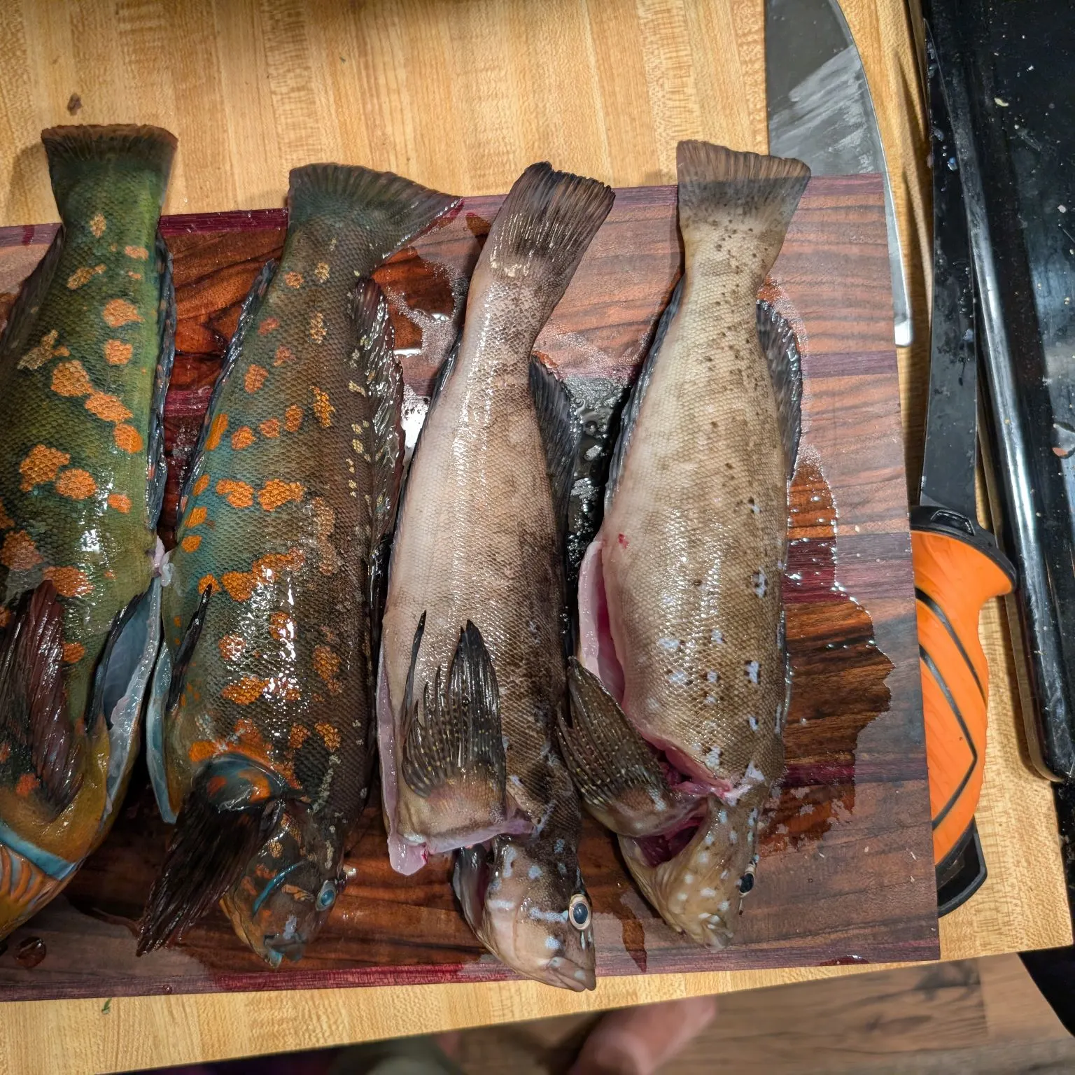 recently logged catches