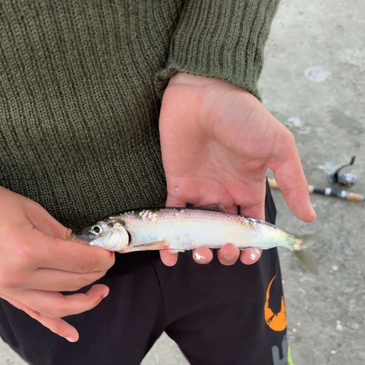 Atlantic herring caught on Fishbrain