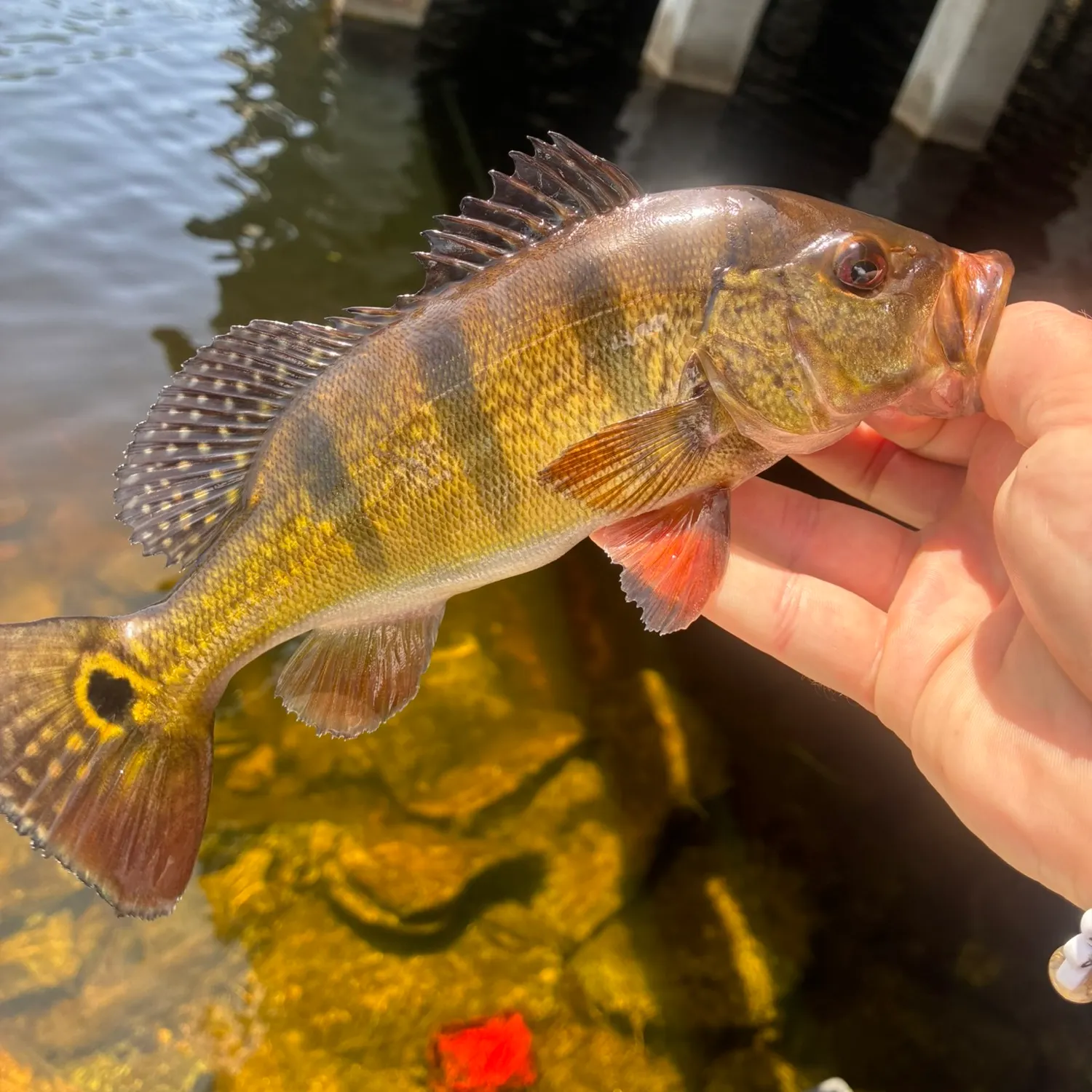 Butterfly peacock bass caught on Fishbrain