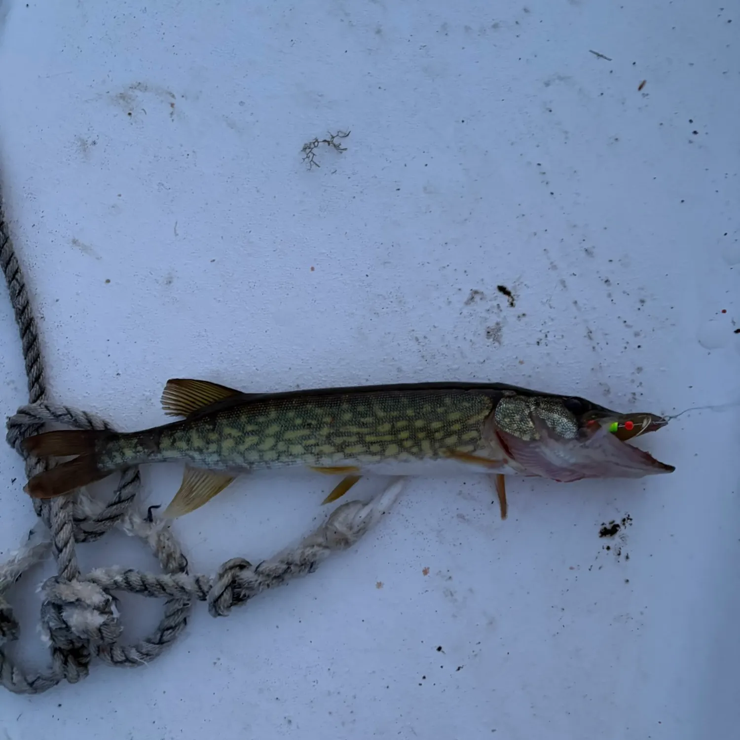 Chain pickerel caught on Fishbrain