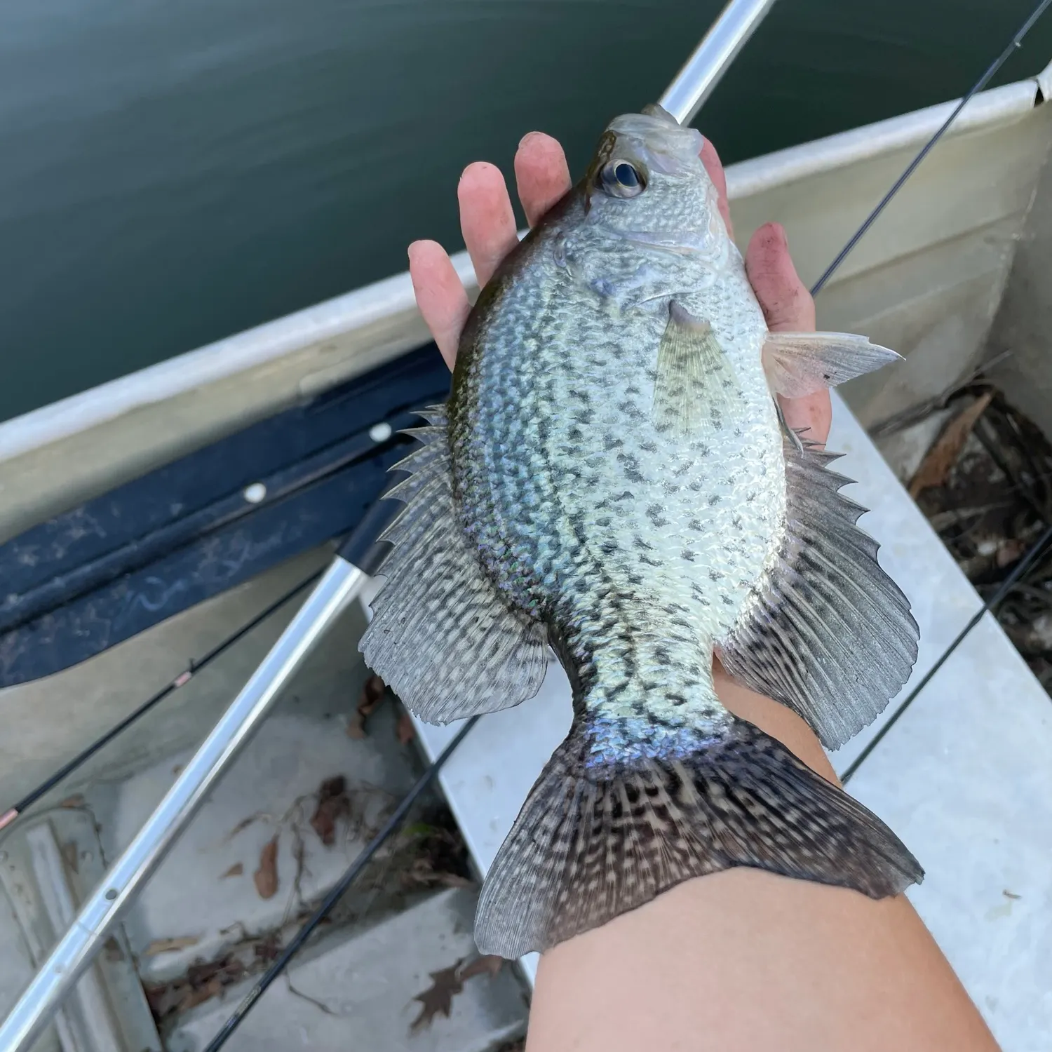 Black crappie caught on Fishbrain