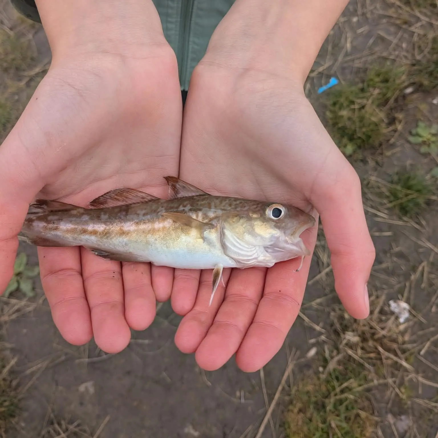 Atlantic cod caught on Fishbrain