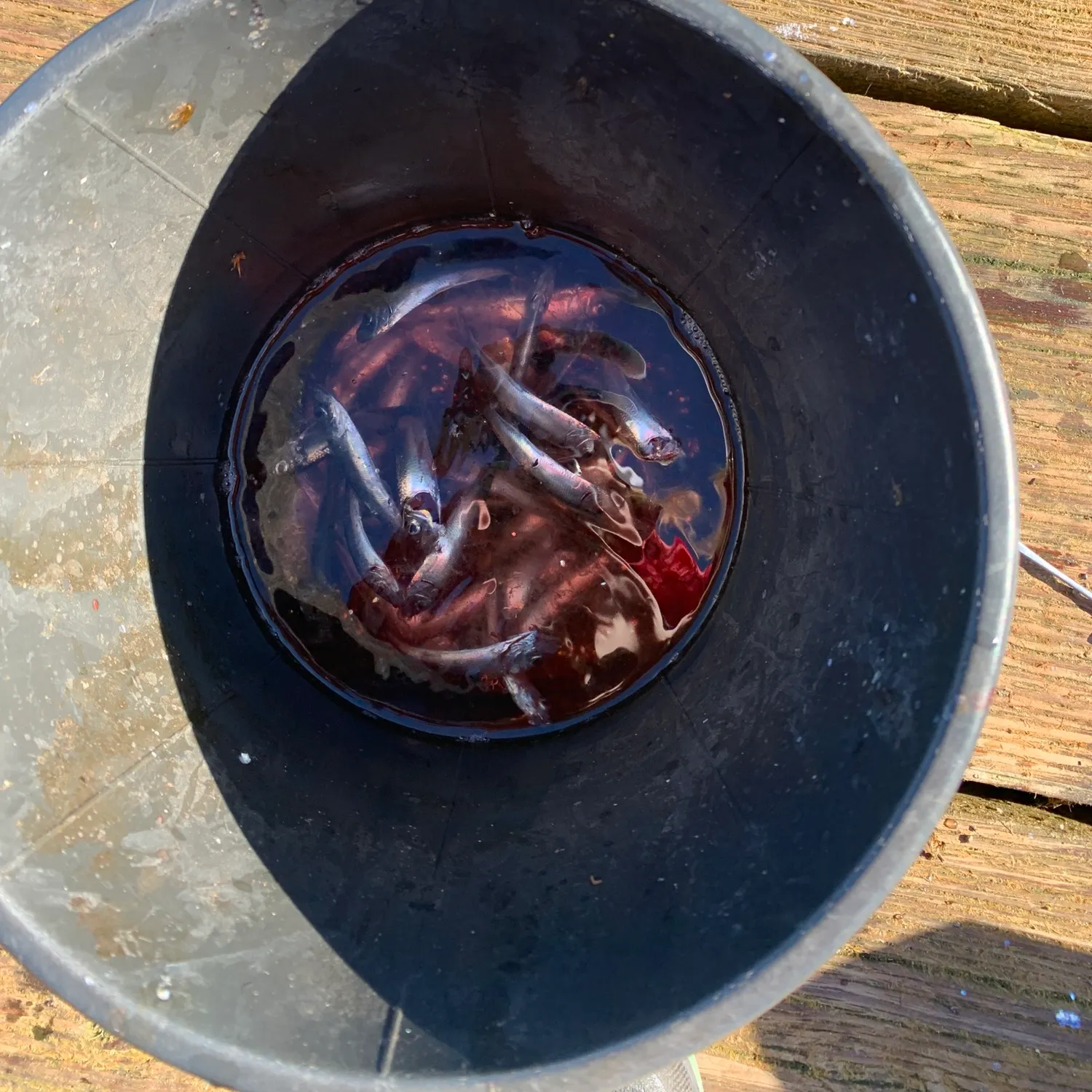 The most recent Pacific herring catches on Fishbrain