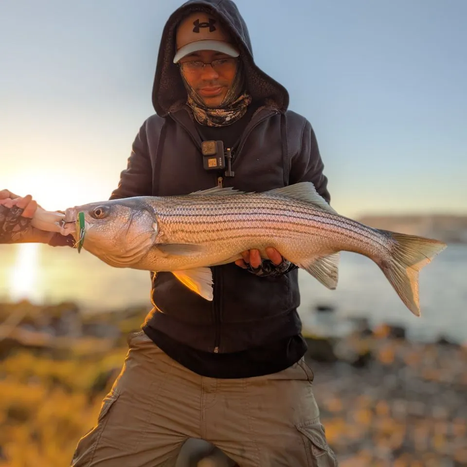 Striped bass caught on Fishbrain