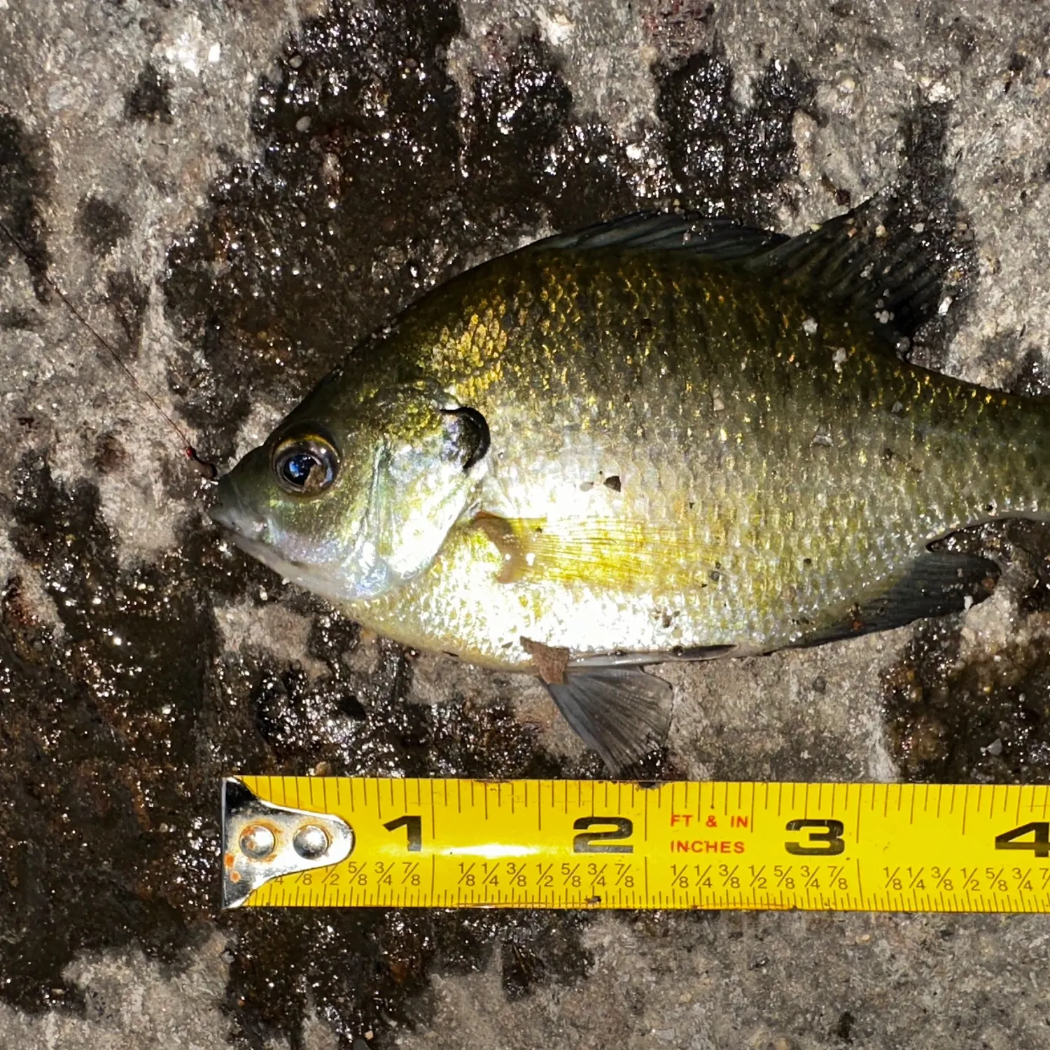 Bluegill caught on Fishbrain
